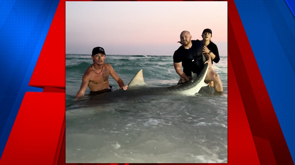 Will and Ashton Weber pose, holding the tail of their estimated 800 lb. / 12-foot tiger shark...
