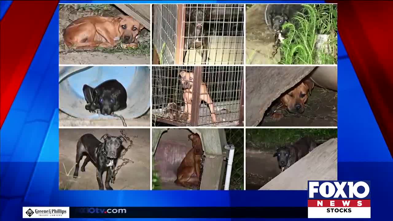 Mobile County Animal Shelter over capacity after dog fighting bust - Vimarsana News