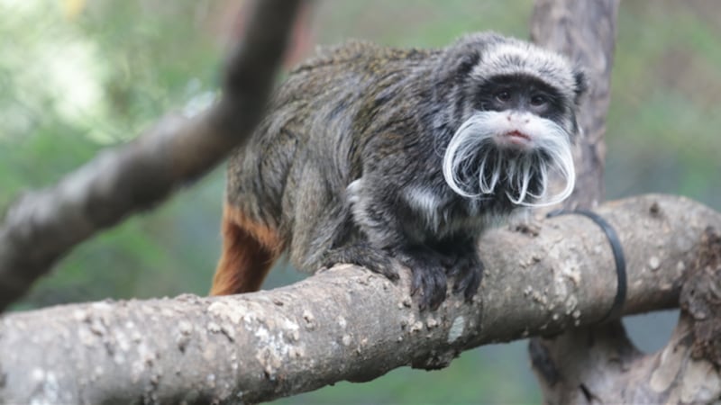 Emperor Tamarin monkey